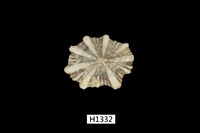 藏品(黑松螺)的圖片